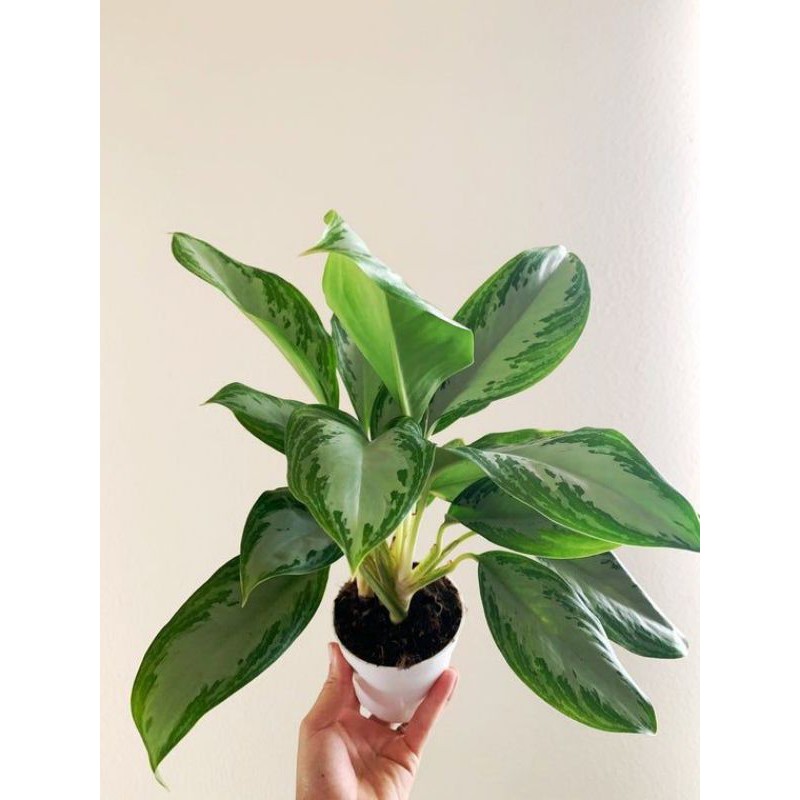 tanaman hias aglaonema silver bay