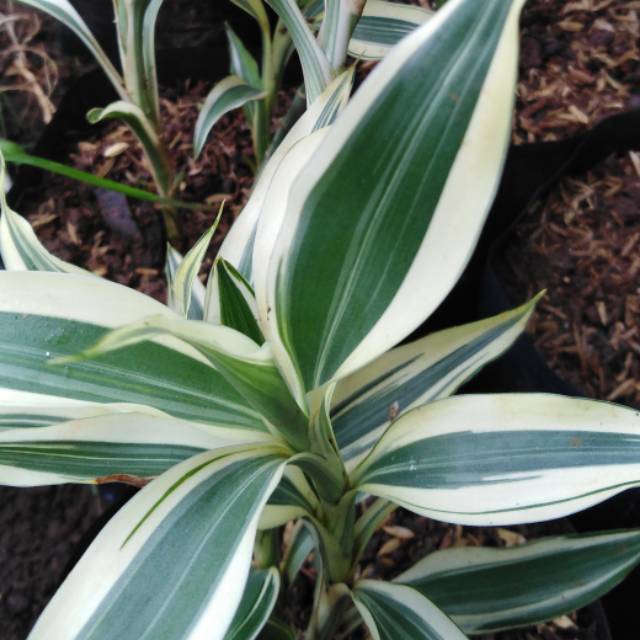 bambu air varigata mini