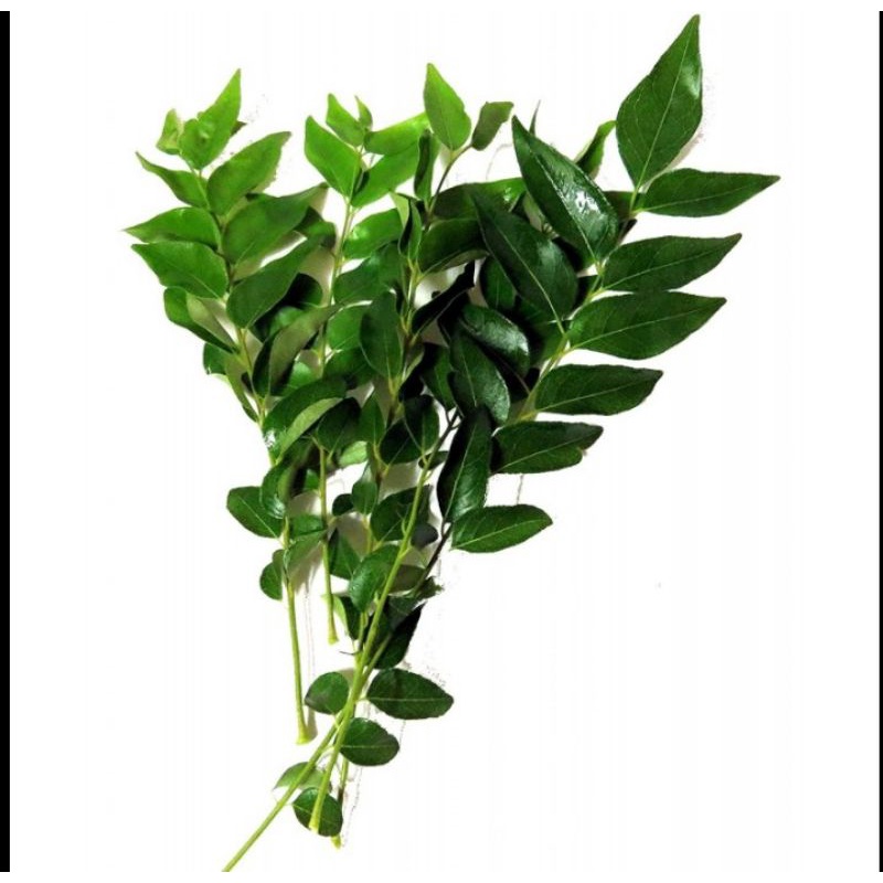 

Daun kari 10 tangkai