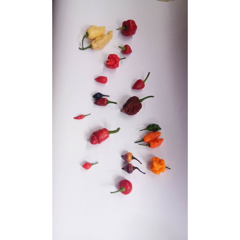 10 JENIS BENIH CABE IMPORT. CABE SUPER PEDAS. CABE HIAS.  CAROLINA REAPER. NAGA BRAIN