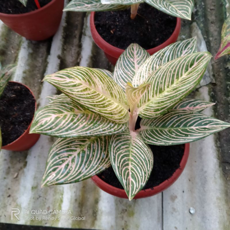 Aglonema Golden Hope - Aglonema golden