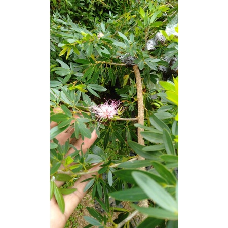 bibit bonsai sulimaraja /kaliandra