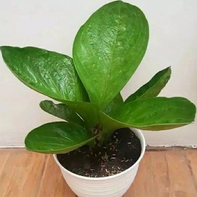 tanaman hias Anthurium jemani mangkok-bibit anthurium mangkok