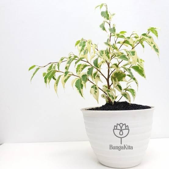 Pohon Beringin Ficus, Beringin variegata, Beringin Putih, Bibit Bonsai