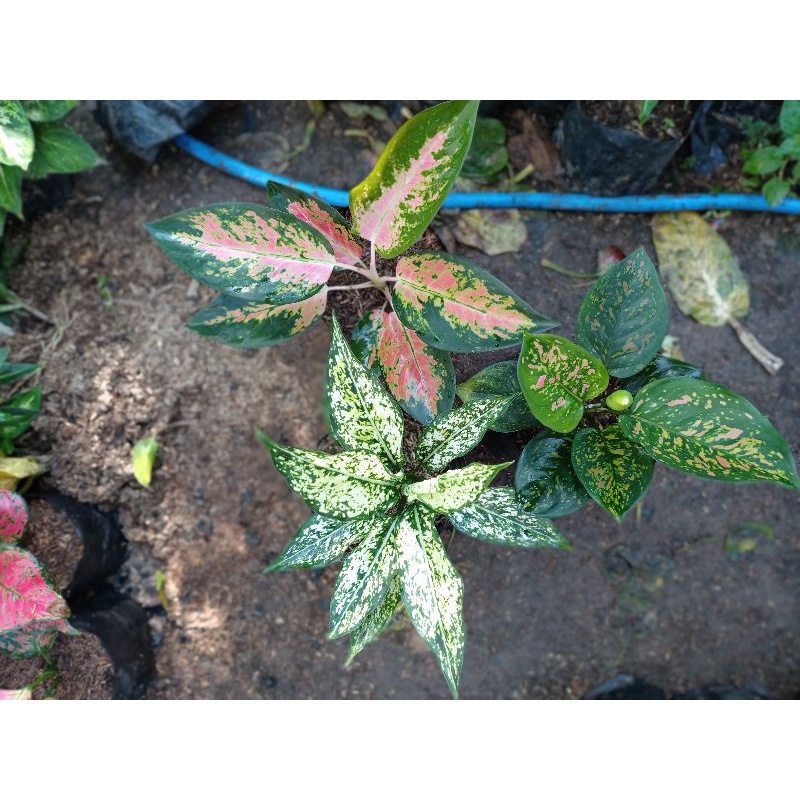 Paket aglonema murah / Aglonema murah