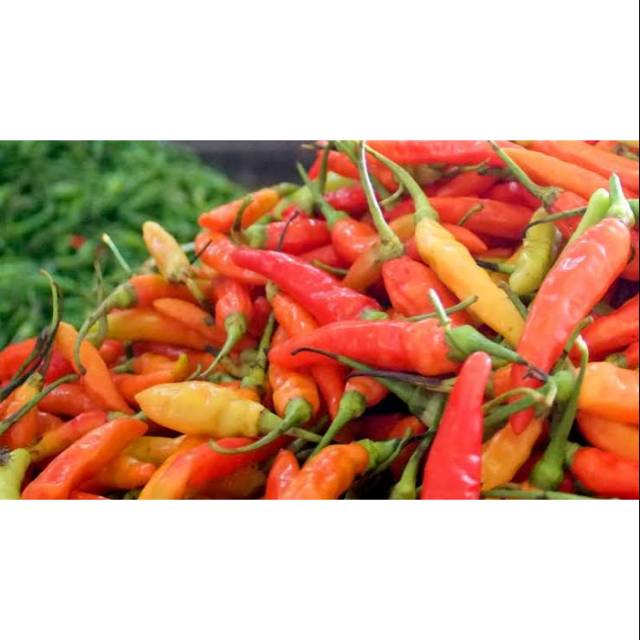 

Cabe rawit setan 100gr