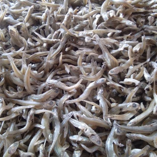 

Teripancang sibolga