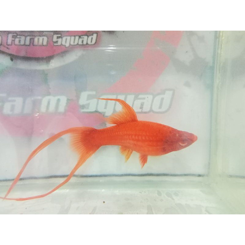 albino Bloodred hifin Lyretail
