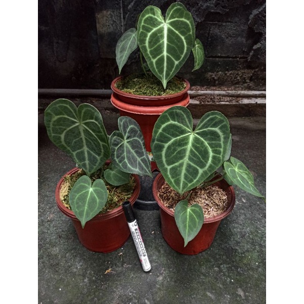 Anthurium Clarinervium / Tarantula