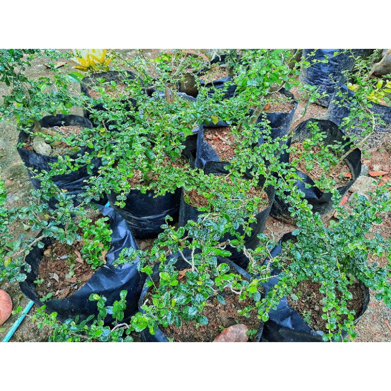 Hokiantea lokal sidogurih hokianti