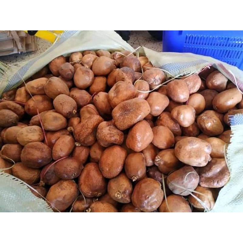 

buah zuriyat zuriat dhoum untuk promil 5kg