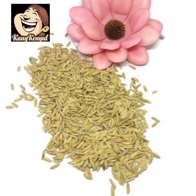 Padi kering/gabah kering 200gram
