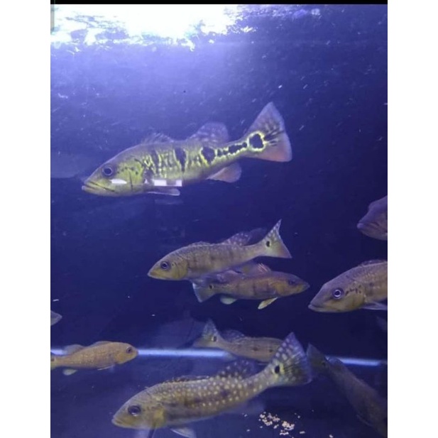 Pbass Brocopondo 18-20cm