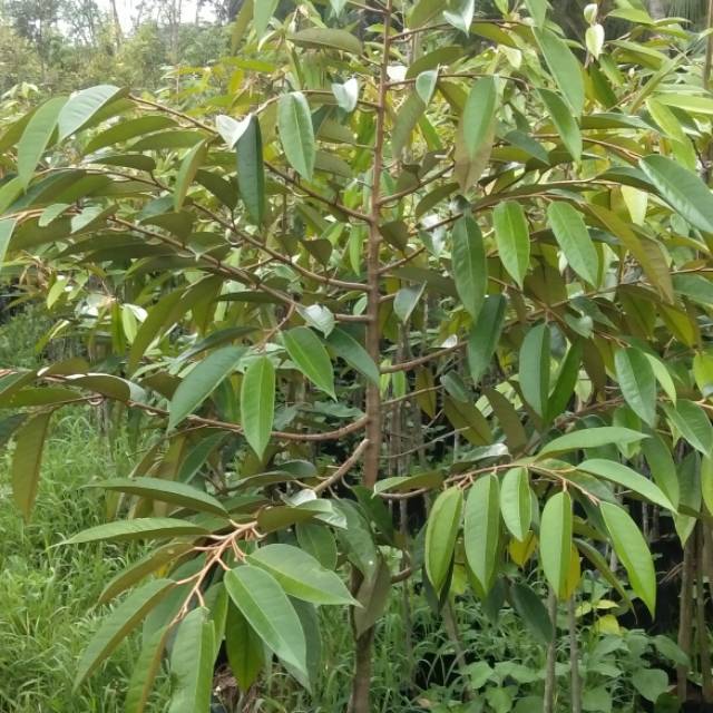 Bibit durian musangking,bawor,duri hitam unggul Gratis packing kayu