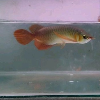 Arwana super red 30cm