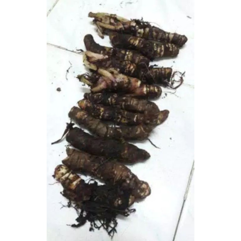 Bonggol Dragon Alocasia