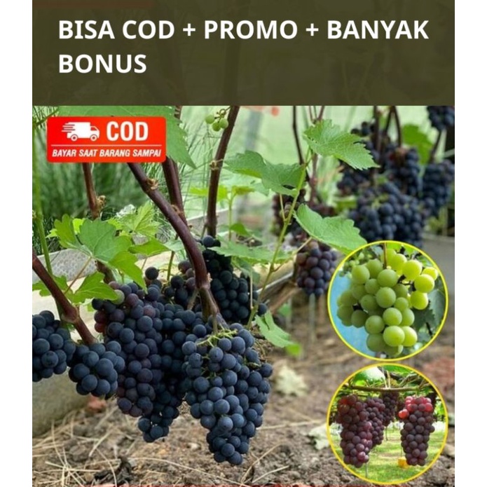 Bibit Tanaman Anggur Beli 1 gratis 5 | satu paket dapat 6 pohon