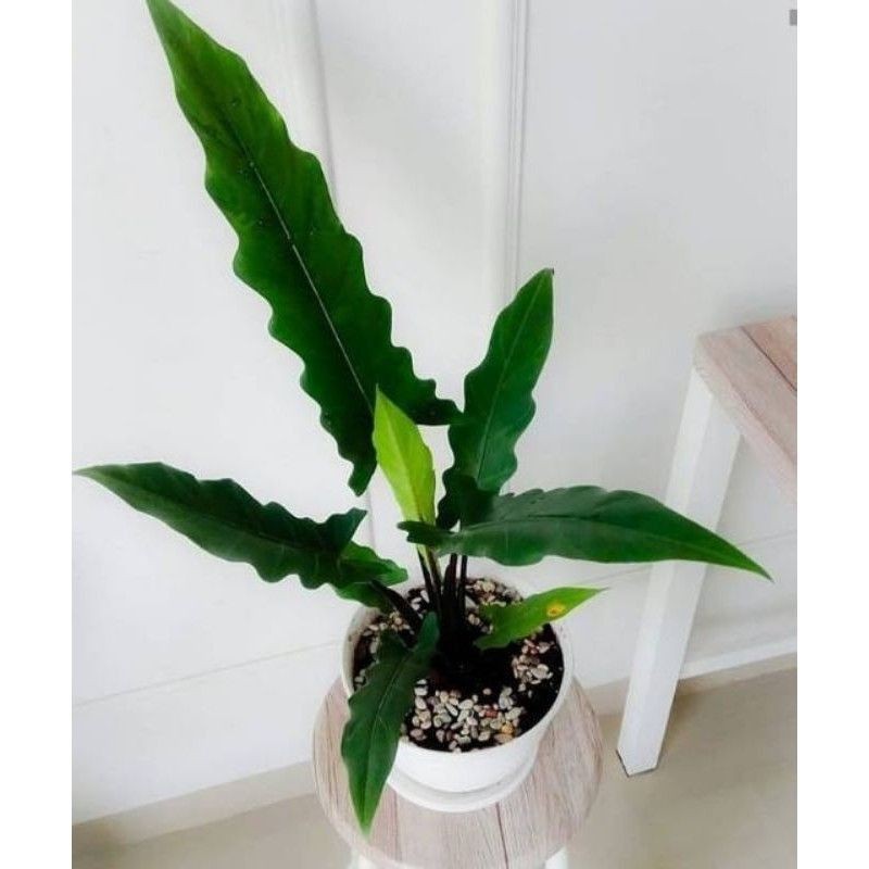 tanaman hias keris papua