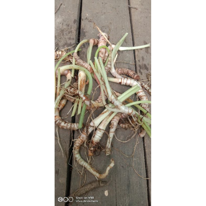 paket 10 bonggol alocasia puncak borneensis