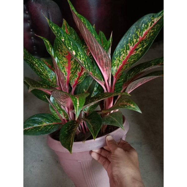 aglonema hot lady rumpun
