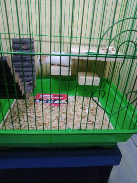 MAINAN SUGAR GLIDER - MAINAN HAMSTER - TANGKRINGAN SUGAR GLIDER  HAMSTER LOVEBIRD
