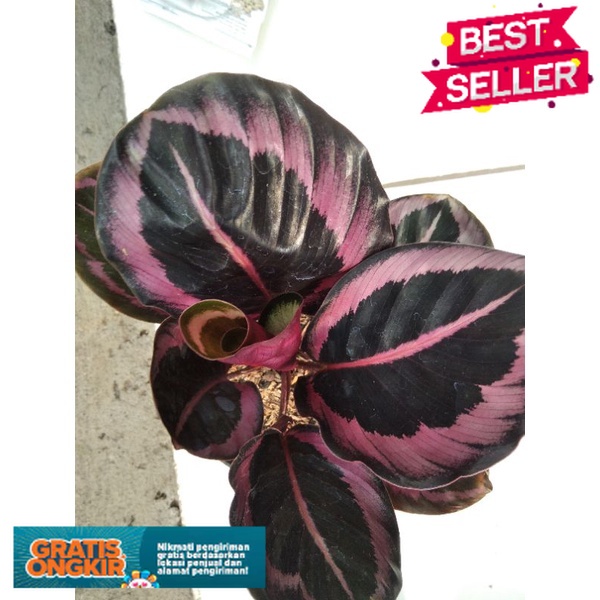 Jual Calathea Crimson Calathea Pink Jessy Bisa Cod Shopee Indonesia