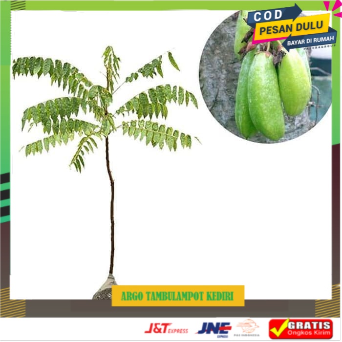 Bibit Buah Belimbing Wuluh