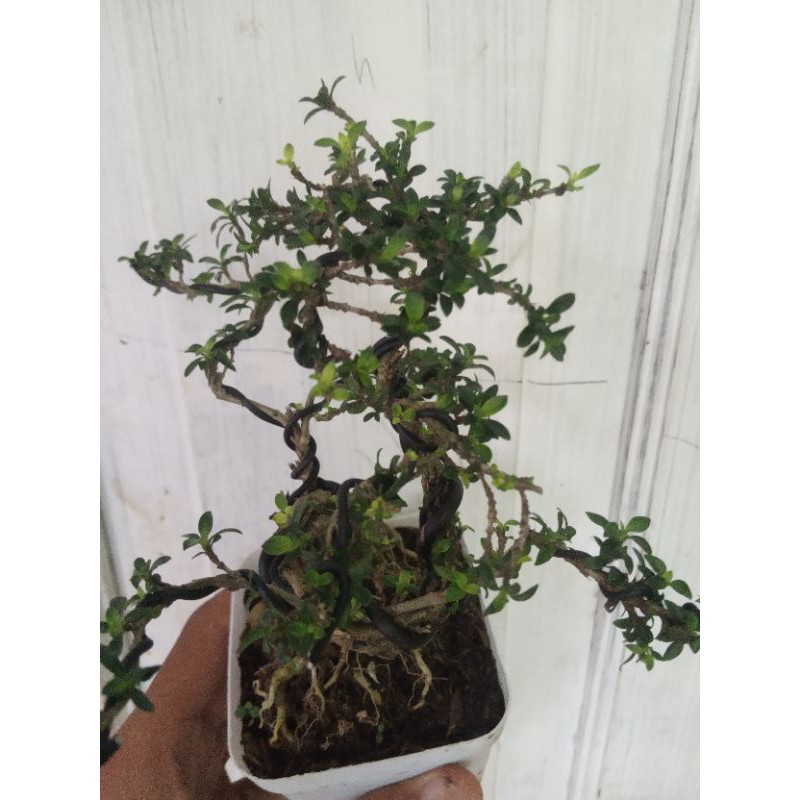 tanaman hias bonsai seribu bintang/ bonsai / Seribu bintang