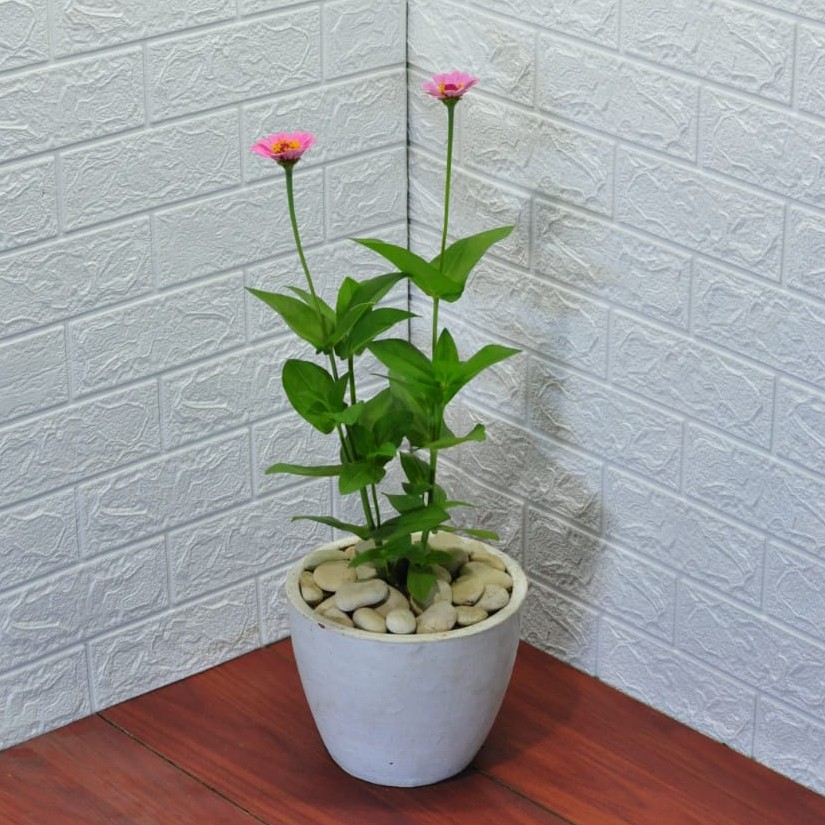 Tanaman Hias Herbras / Gerbera