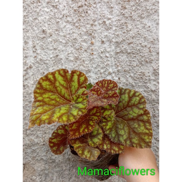 begonia keong madu