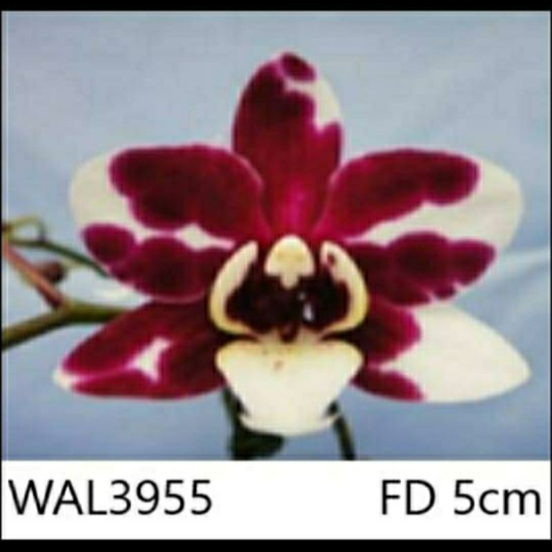 anggrek Spike bulan import Taiwan premium bisa cod