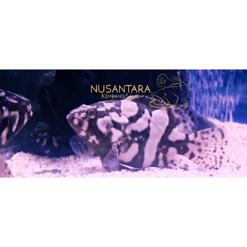 Ikan kerapu Air tawar (FW) SortBody , baca deskripsi kak
