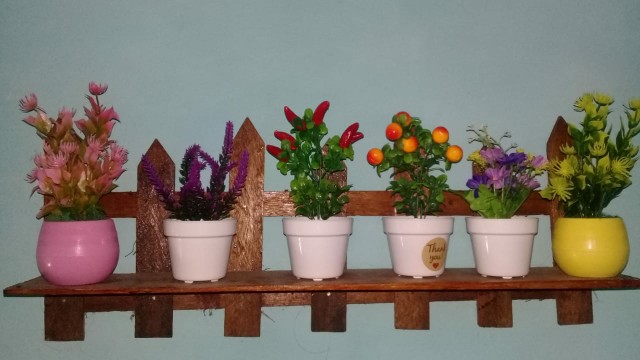 Tanaman Rumput Renda Pastel