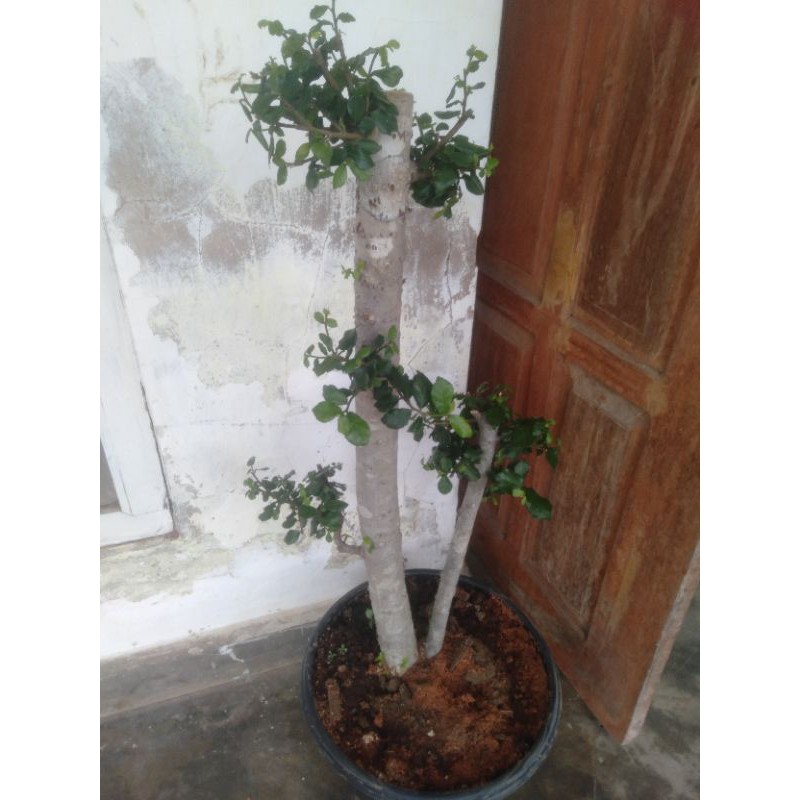 bahan taman bonsai serut besar