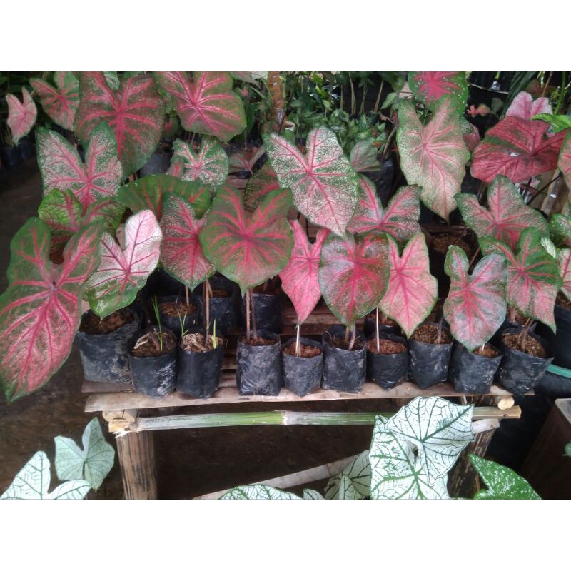 keladi hias keladi darah/keladi hias bayah