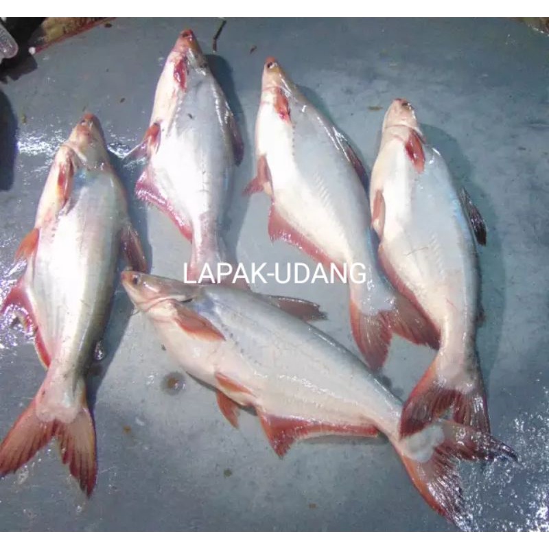 

Ikan Patin Segar Ikan Air Tawar Kualitas GARANSI SEGAR