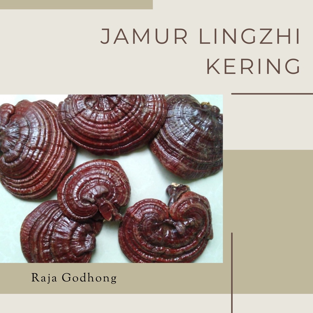 JAMUR LINGZHI (Budidaya) KERING