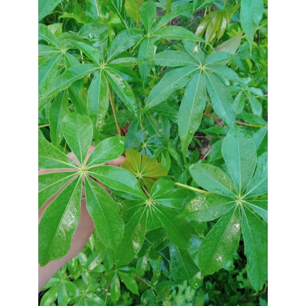 

Daun Randu Segar Daun Kapas Daun Kapuk segar fresh 200 gram