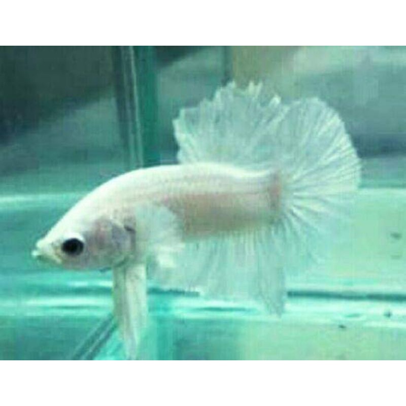 ikan cupang plakat white platinum