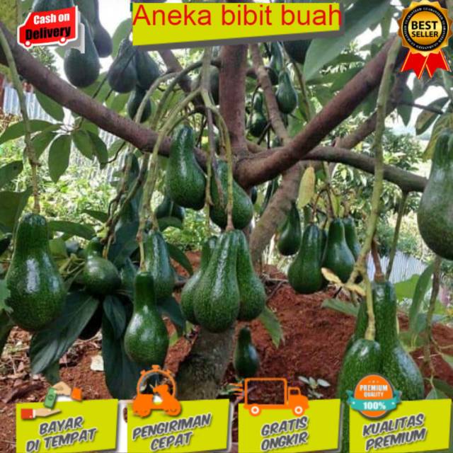 Bibit alpukat mentega jumbo super