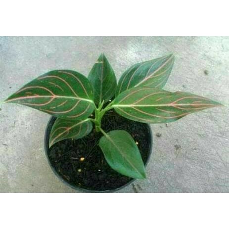 Bibit tanaman aglaonema rotundum pohon Aglaonema Rotundum aglonema rotundum