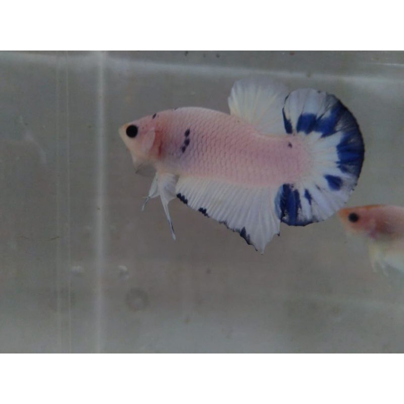 

ikan cupang bluerim marble