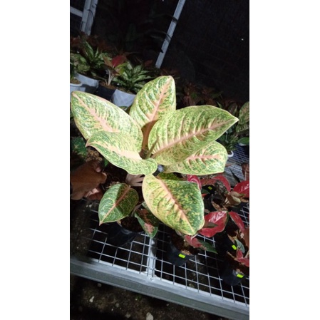 Aglonema Harley Queen