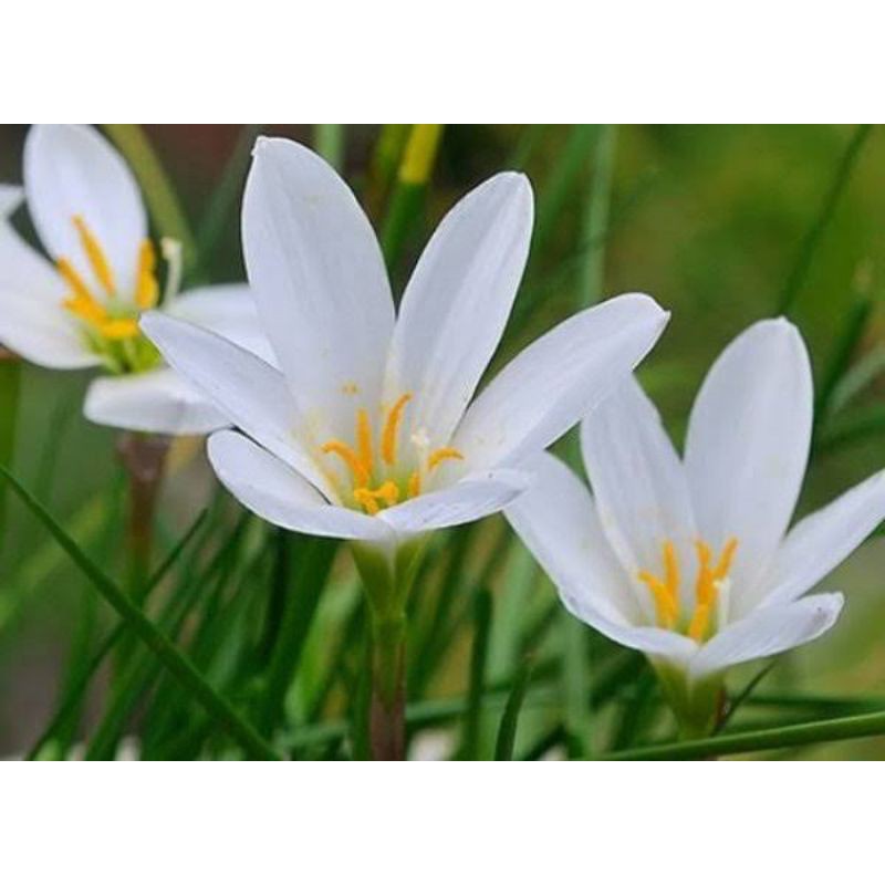 umbi bunga rain lily putih /bunga hidup 5 umbi