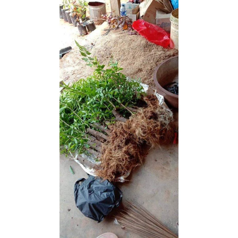 Bahan Bonsai Anting Putri Berkarakter