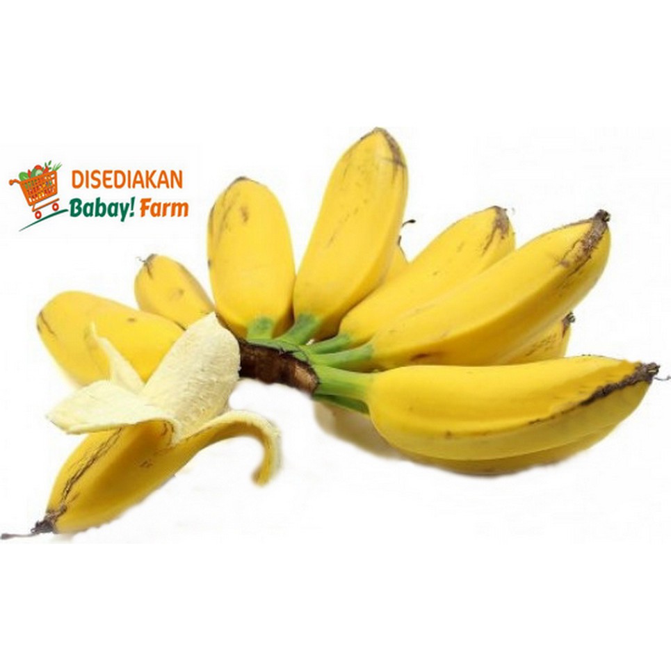 

Buah Pisang Kepok Merah / Kuning per 1 Sisir