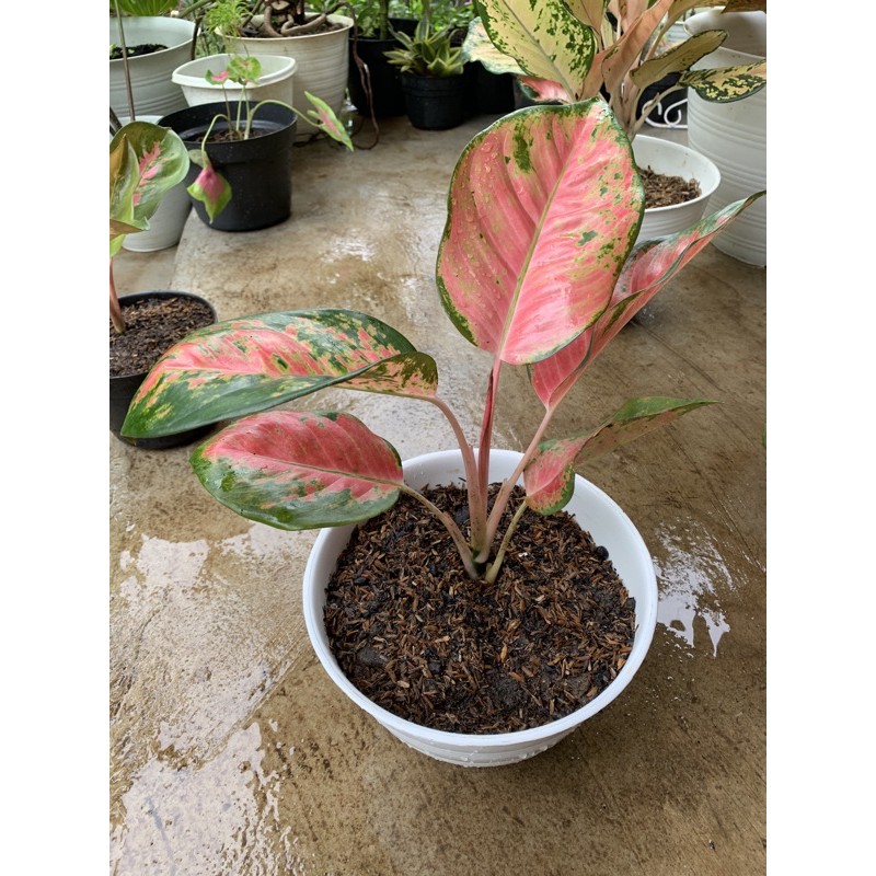 AGLONEMA KOCHIN PINK