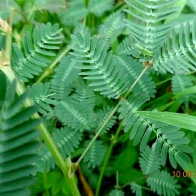 

daun putri malu dipetik kerika masuk orderan harga /100 gram