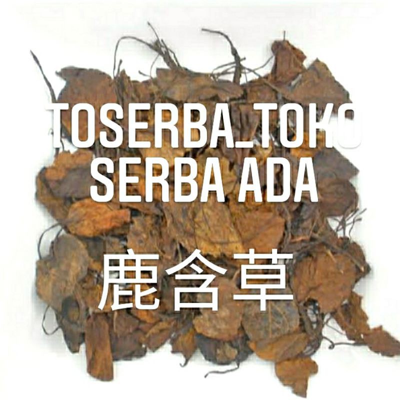 

100gr Herbal Lu Han Cao 鹿含草 Pyrola Decorata Premium Grade