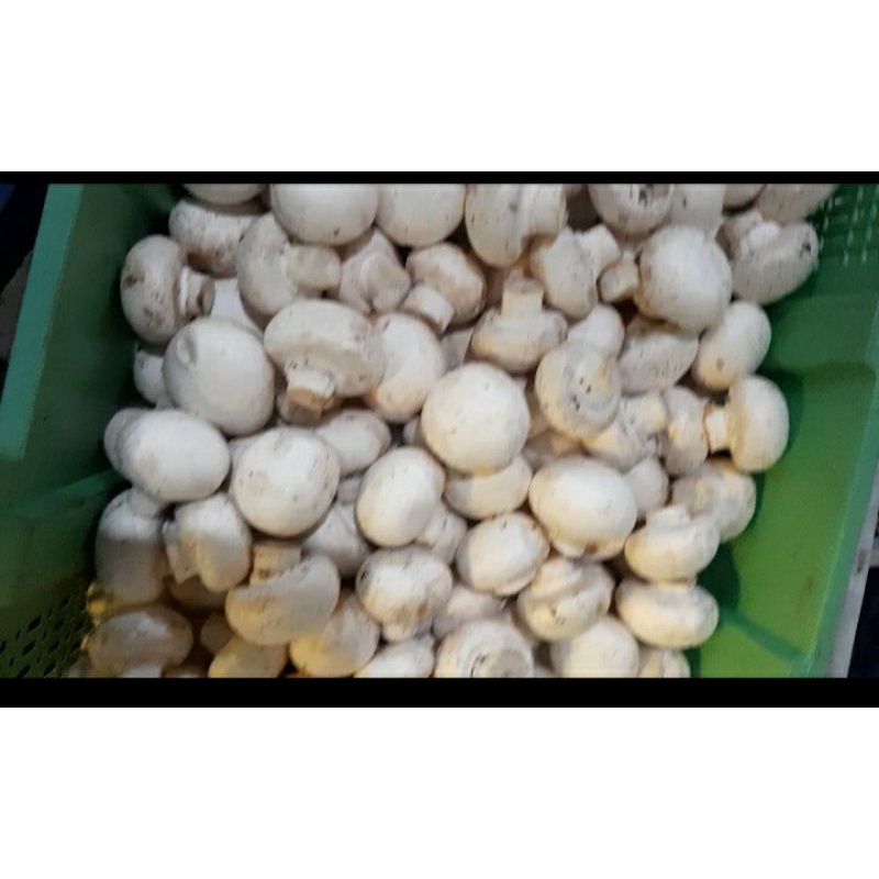 

mushroom champignon curah/tanpa kemasan